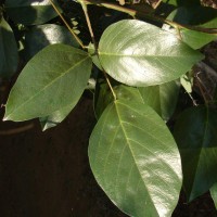 Erythrina crista-galli L.